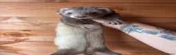 Ferret rodents for sale: Beautiful girl looking for single ferret home - Advert 1