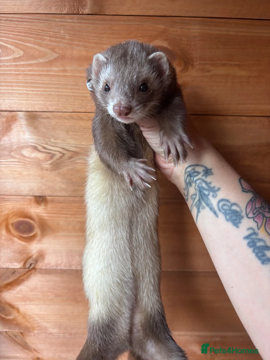 Ferret rodents for sale: Beautiful girl looking for single ferret home - Advert 1