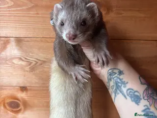 Ferret rodents Beautiful girl looking for single ferret home - Advert 1