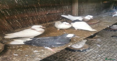 Pigeons birds - Advert 5