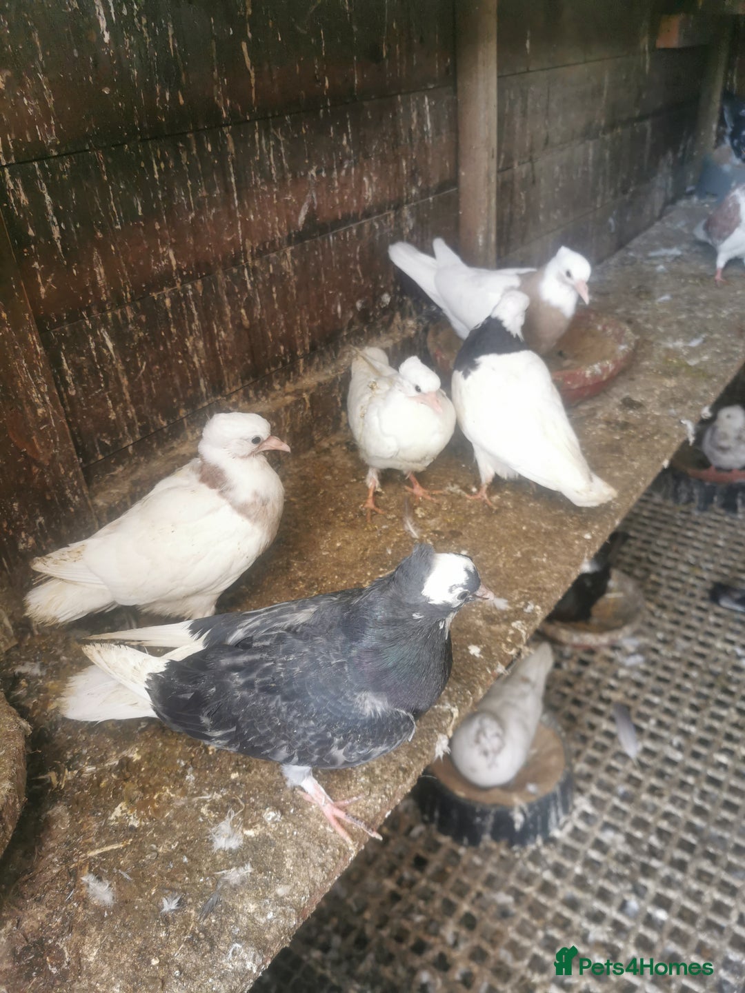 Pigeons birds for sale: Pigeon for sale all good quality and healthy  - Image 2