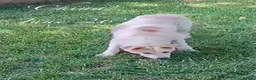 Mixed Breed dogs for adoption: China. 6 months approx. Available for adoption. in Brixham - Advert 4
