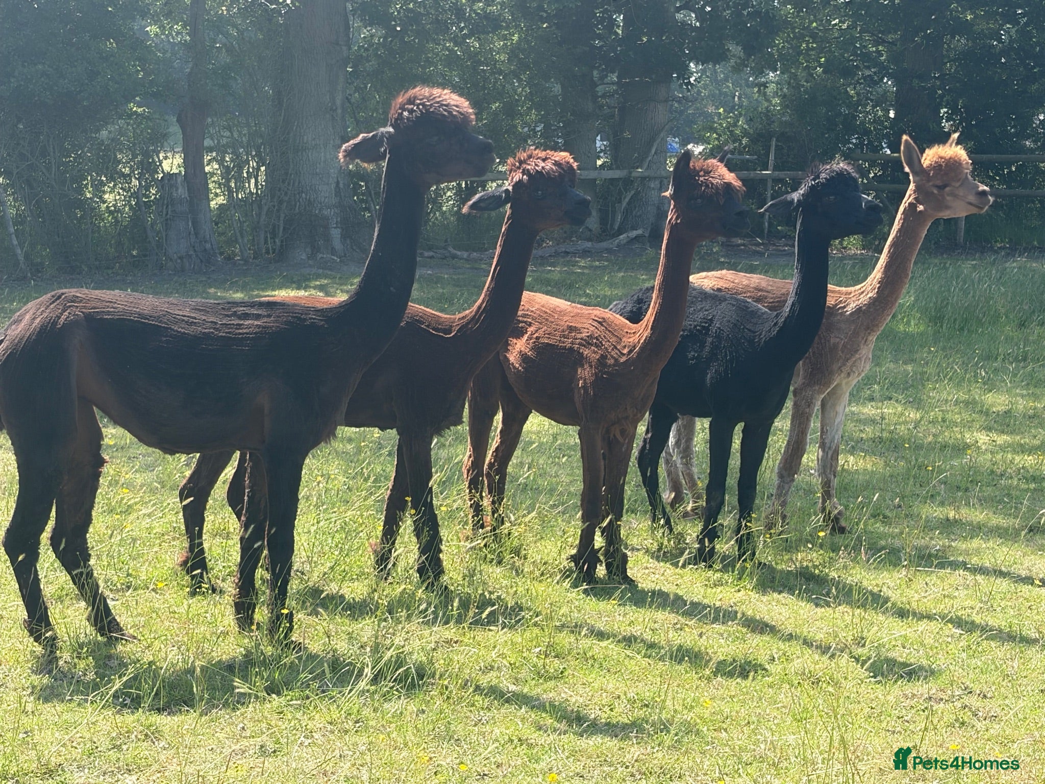 Alpaca livestock Quality herd of 10 male and female alpacas. - Advert 2