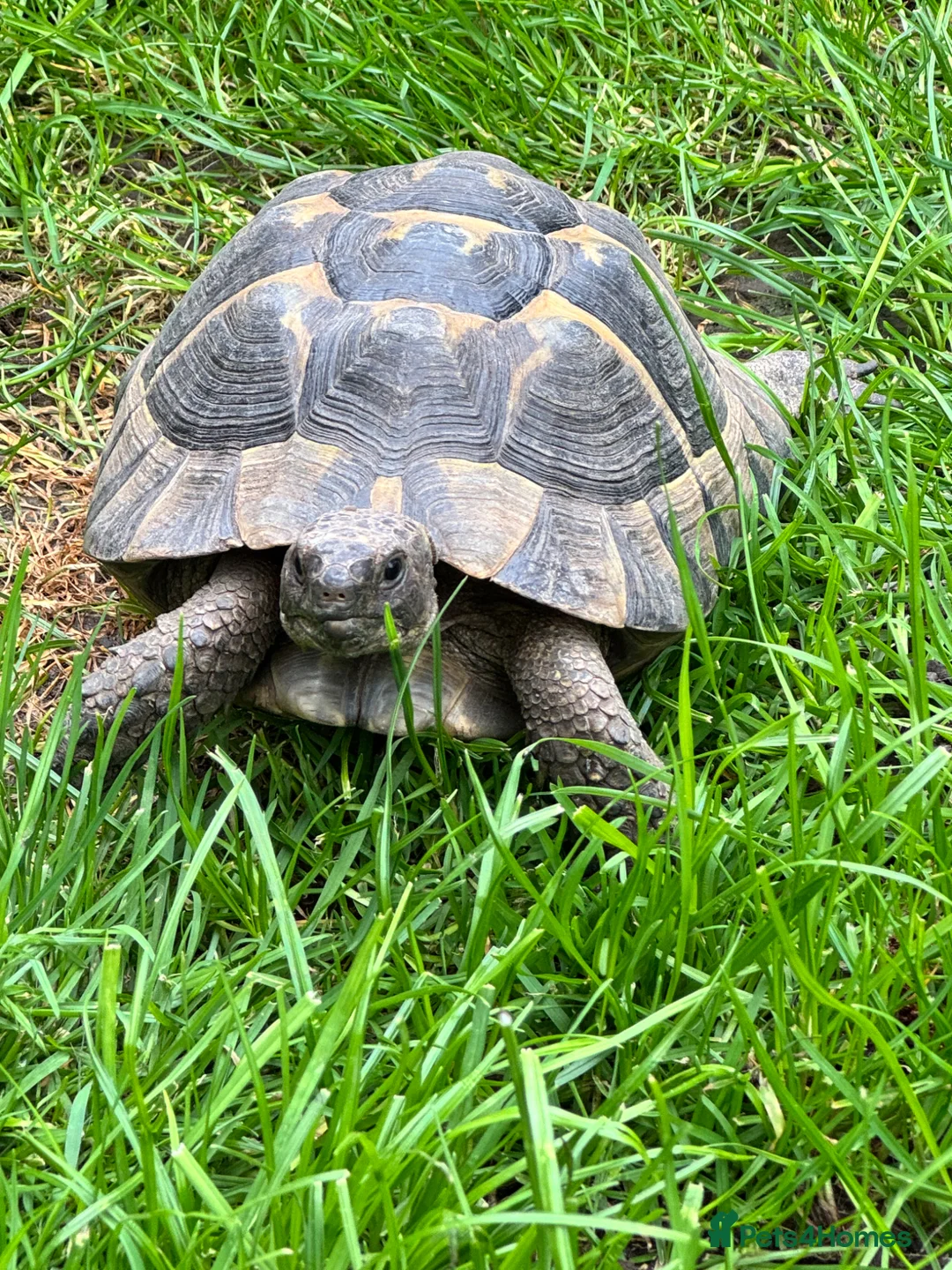 Tortoise reptiles for sale: Herman tortoise - Advert 3