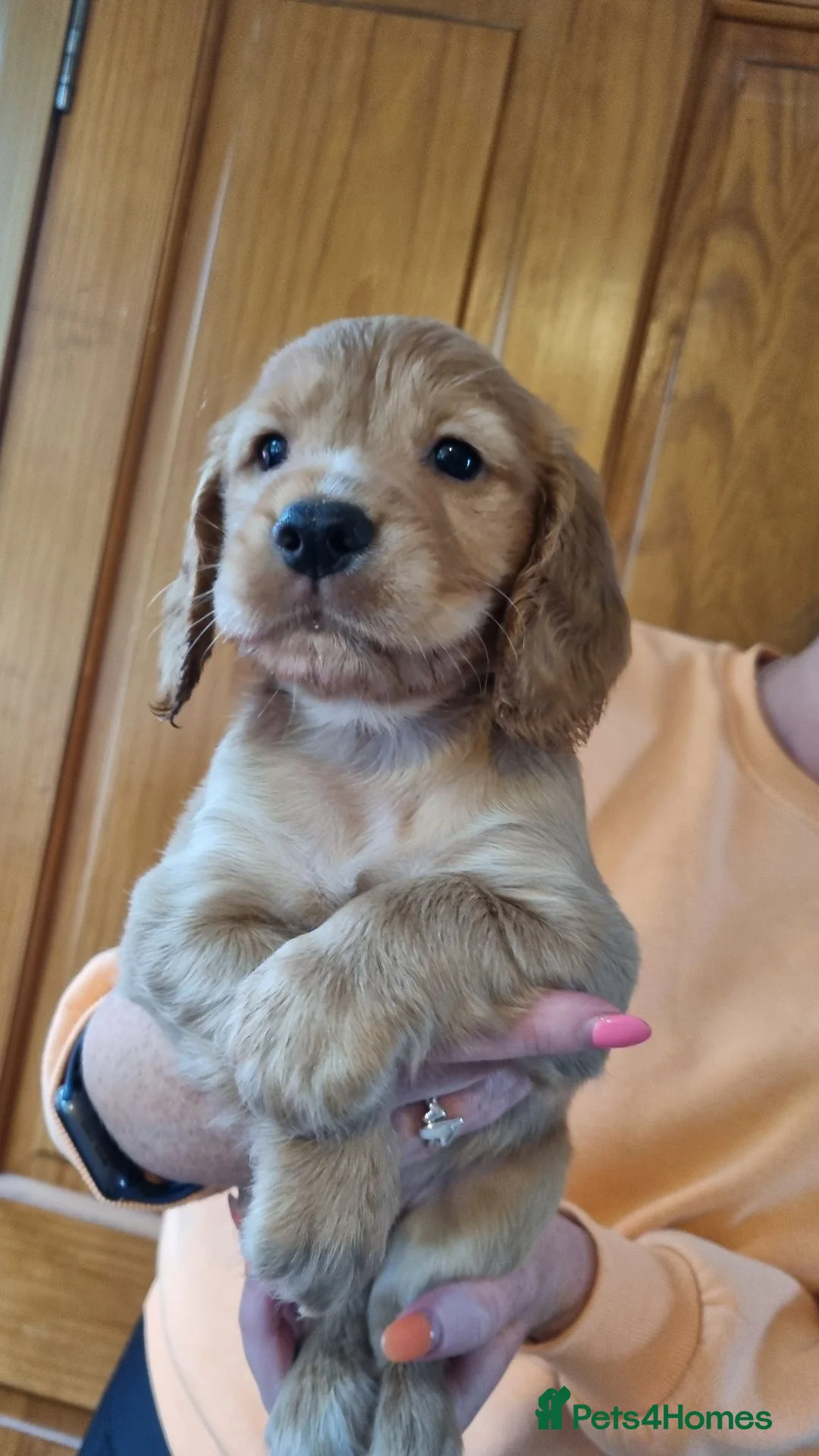 Cocker Spaniel dogs for sale: Cocker spaniel puppy - Advert 2