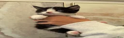 Mixed Breed cats for sale: Beautiful black & white kittens for sale  - Advert 21