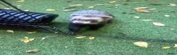 Ferret rodents for sale: Two Boi Ferrets available - Advert 4