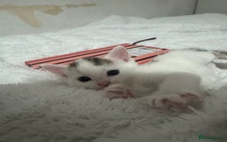Domestic Shorthair cats for sale: Female kittens  - Image 5
