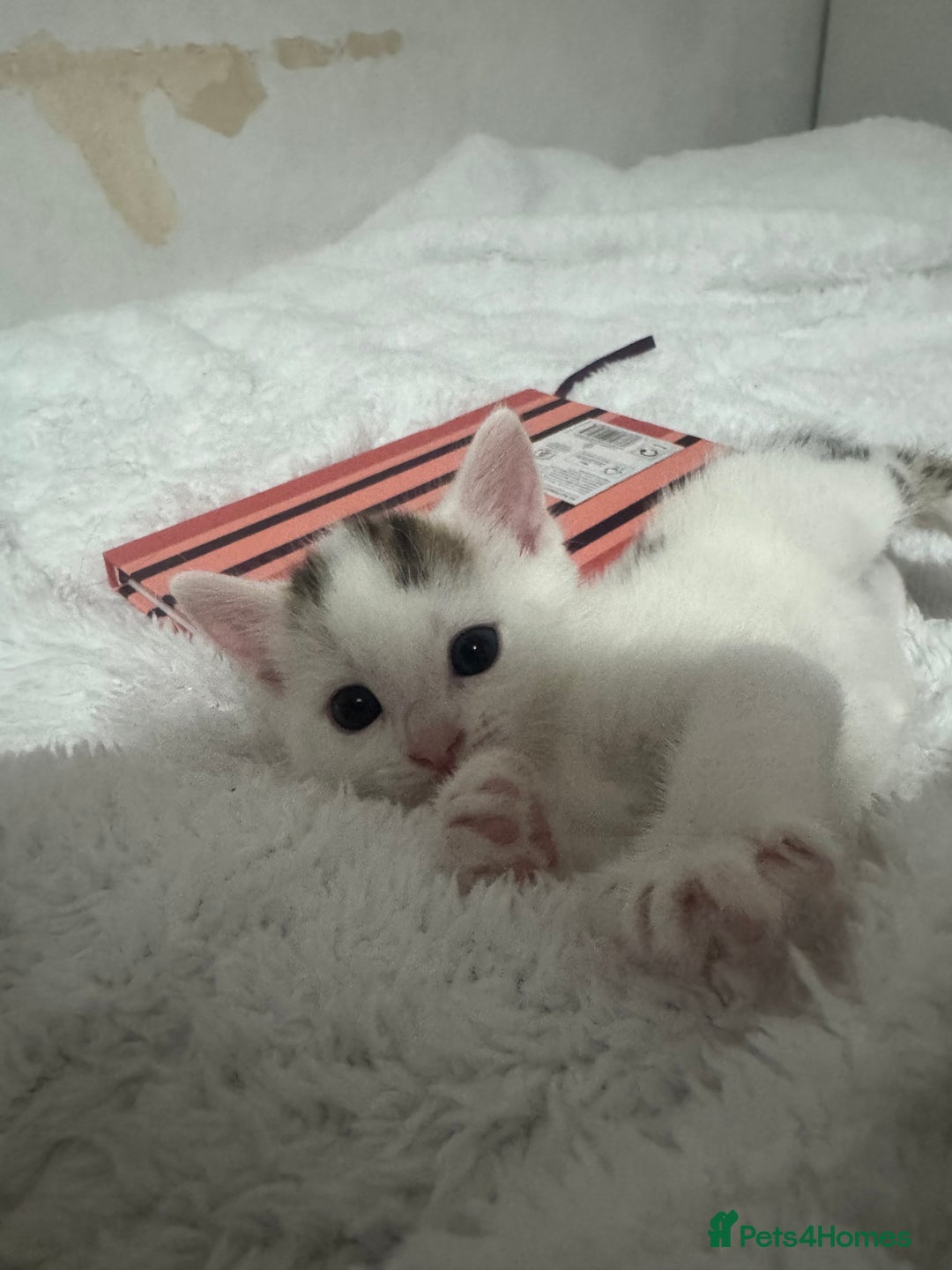 Domestic Shorthair cats for sale: Female kittens  - Image 5