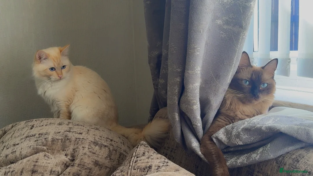 Ragdoll cats for sale: Beautiful Seal Tortie-Point Ragdoll Girl 🌸  - Advert 5