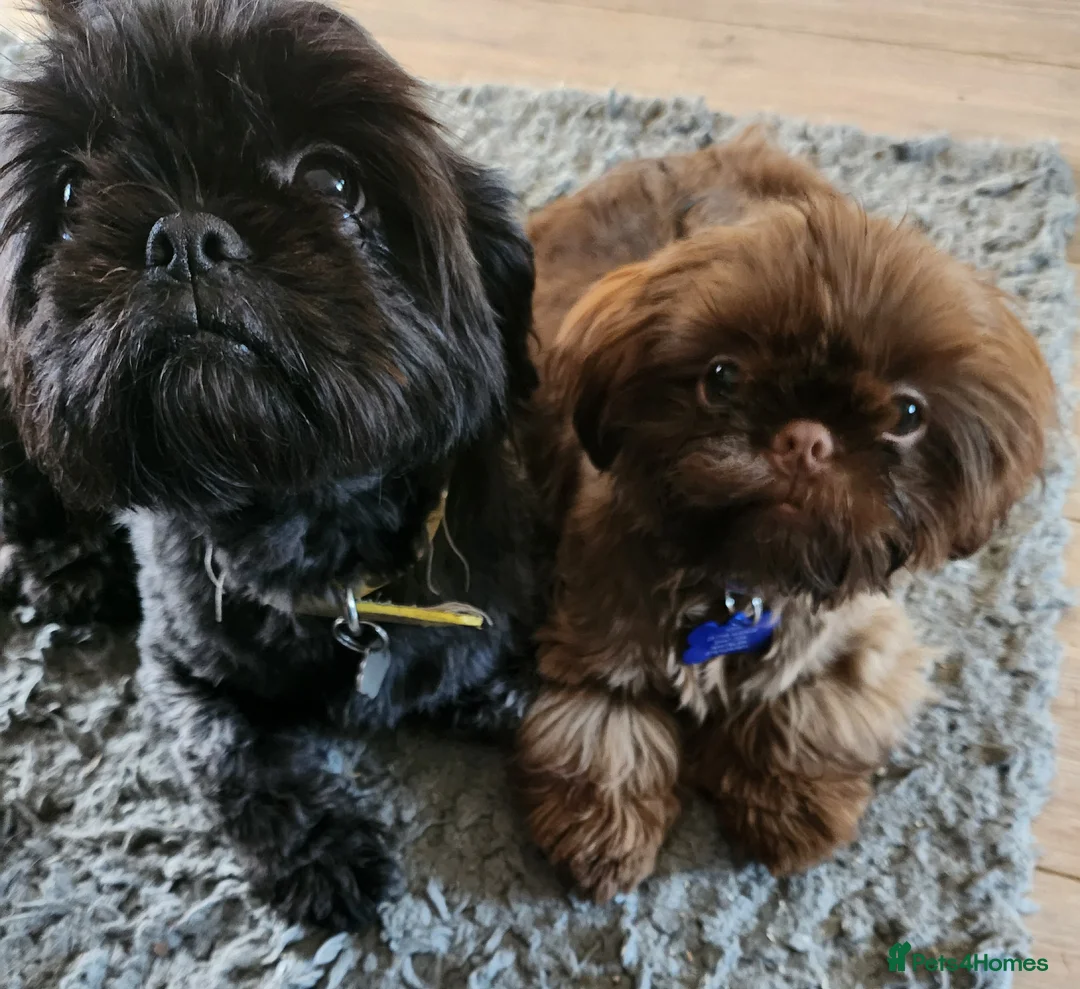 Shih Tzu dogs for sale: Shih tzu puppies imperial line  - Advert 2