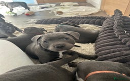 Staffordshire Bull Terrier dogs for sale: Stunning Blue Staffordshire Bull Puppies for sale - Image 18
