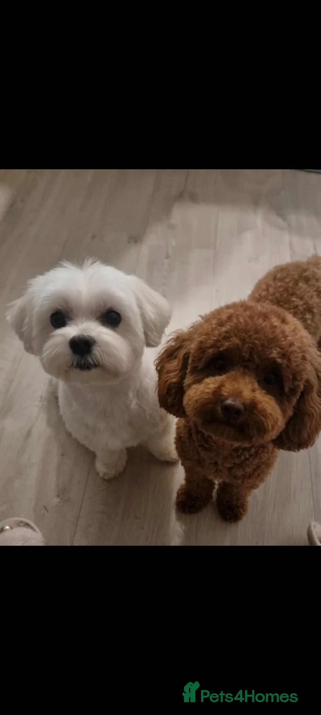 Maltipoo dogs for sale: Apricot Toy Maltipoos from KC health tested champ  - Advert 34