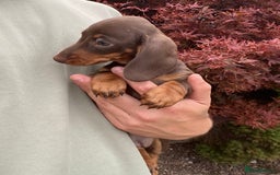 Dachshund dogs for sale: Super litter of Miniature Dachshunds - Image 4