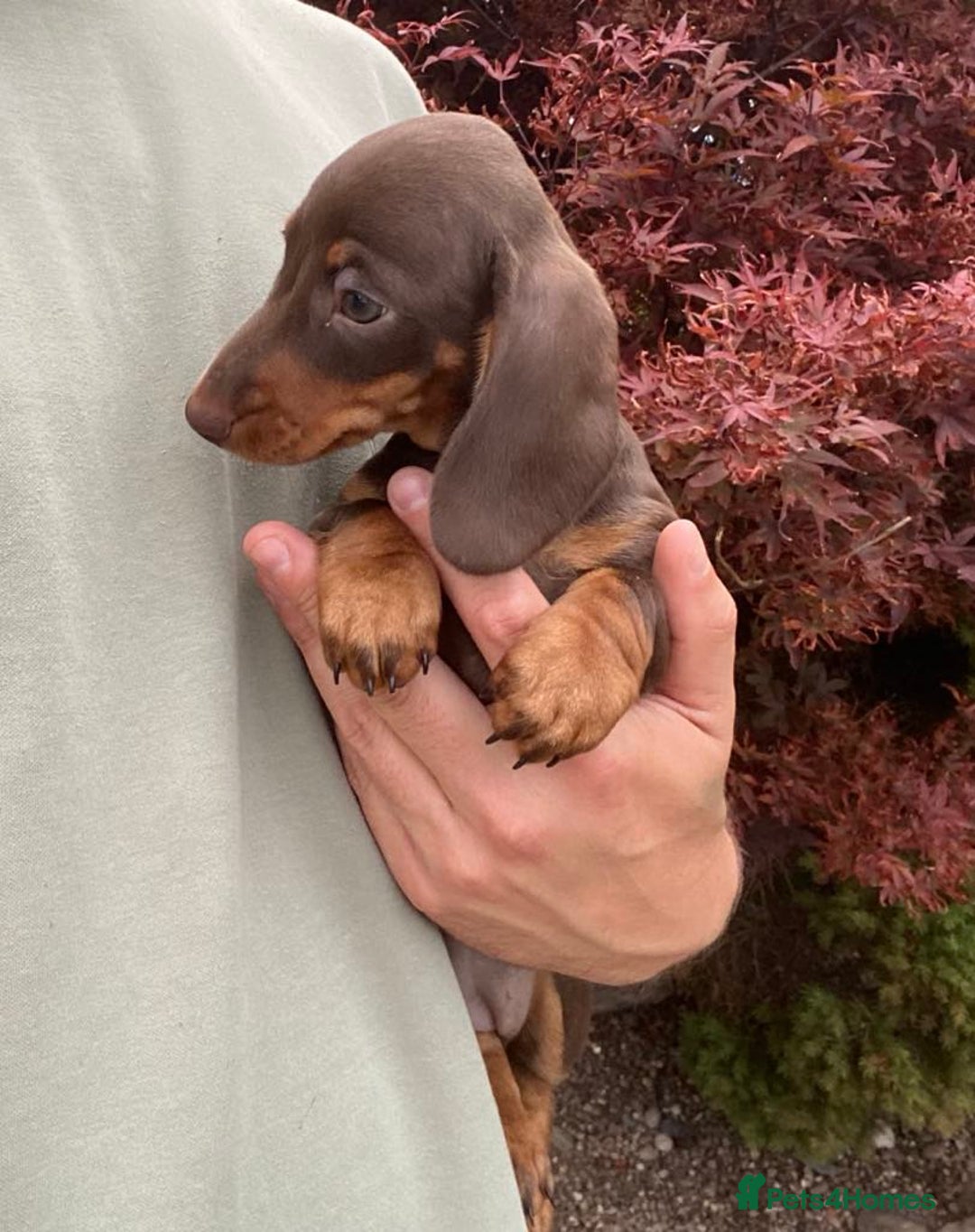 Dachshund dogs for sale: Super litter of Miniature Dachshunds - Image 4