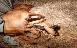 Cavapoochon dogs for sale: Cavapoochon puppies  - Image 17