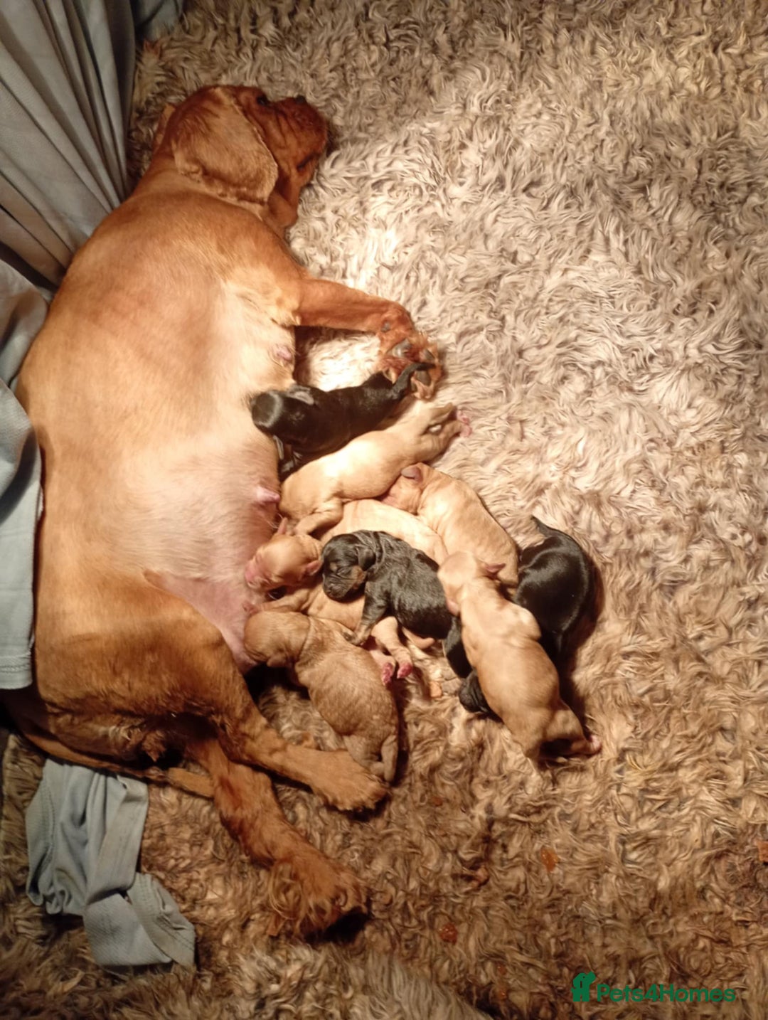 Cavapoochon dogs for sale: Cavapoochon puppies  - Image 17