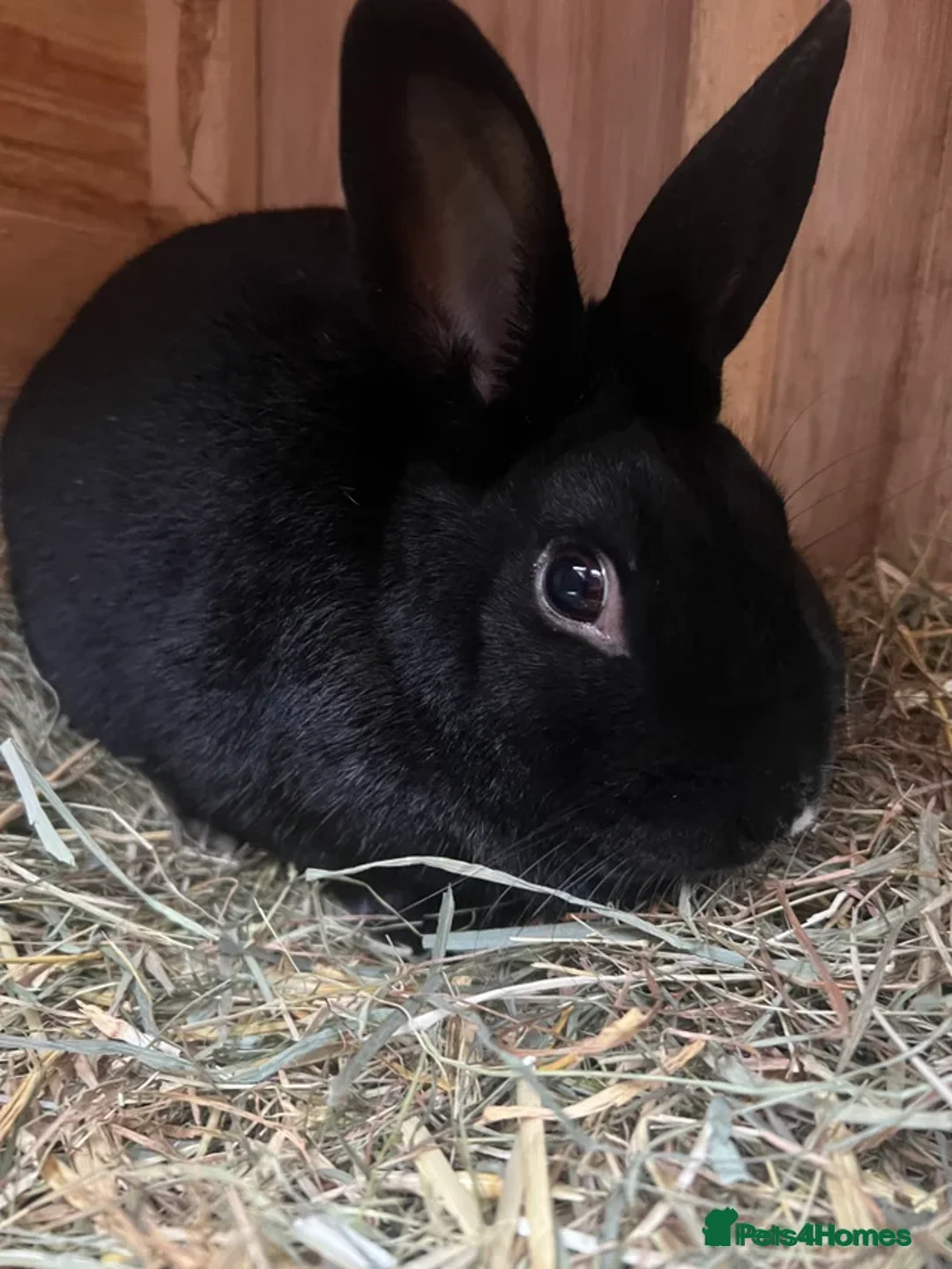 Dutch rabbits for sale: Mixed Dutch rabbits - Advert 9