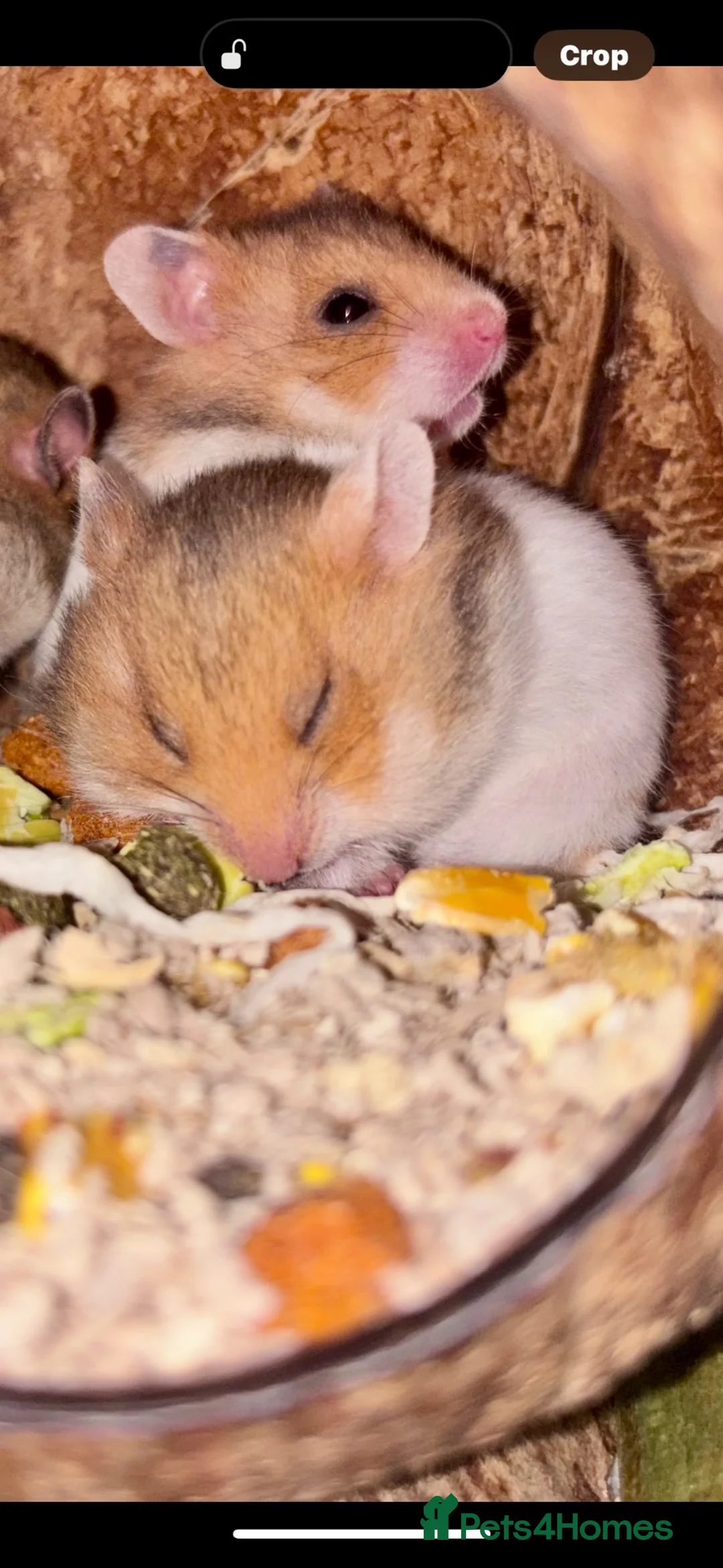 Hamster rodents for sale: Baby Syrian Hamsters - Advert 2