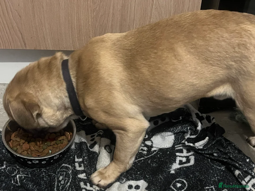 Frug dogs for sale: Dexter - Advert 3