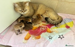 British Shorthair cats for sale: GCCF registered Golden BSH champion line, Boys - Image 19
