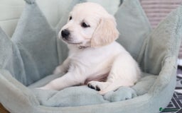 Golden Retriever dogs for sale: Golden retriever pupies  - Image 4