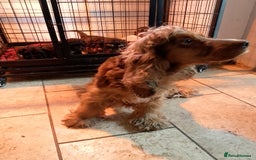 Cockapoo dogs for sale: F1 Chocolate Choc/Tan and Gold Cockapoo Puppies - Image 17
