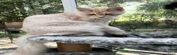 Maine Coon cats for sale: POLYDACTYL MAINE COON KITTENS - Advert 18