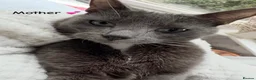Domestic Shorthair cats for sale: 4Beautiful blue/grey Domestic Shorthair kittens 💕 - Advert 10