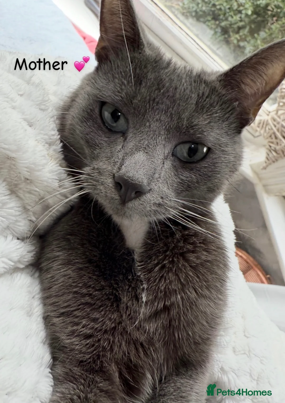 Domestic Shorthair cats for sale: 4Beautiful blue/grey Domestic Shorthair kittens 💕 - Advert 10