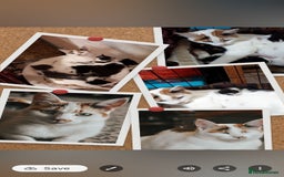 British Shorthair cats for sale: 2 Bundles of Joy!! Ready now!! - Image 4