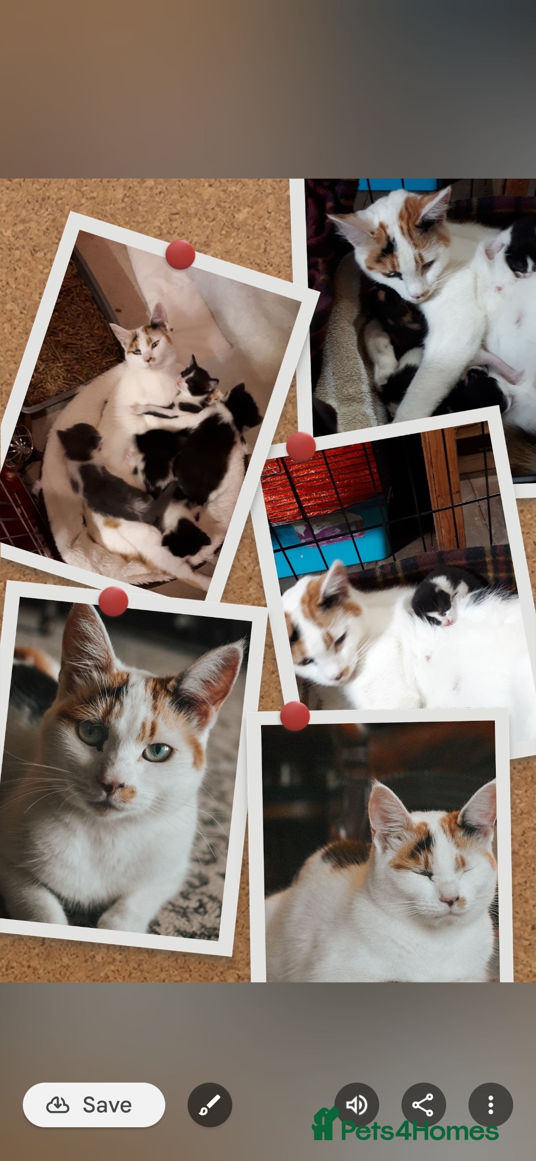 British Shorthair cats for sale: 2 Bundles of Joy!! Ready now!! - Image 4
