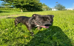 Mixed Breed dogs for stud: STAFFORDSHIRE BULL TERRIER MIX FOR STUD - Image 10