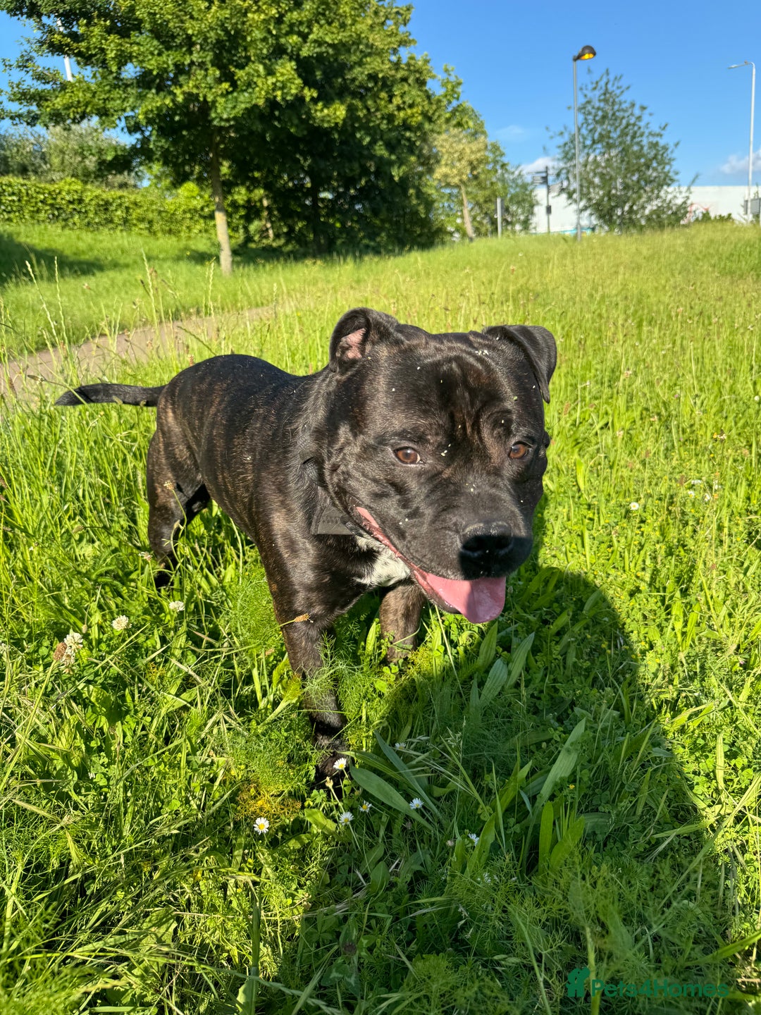 Mixed Breed dogs for stud: STAFFORDSHIRE BULL TERRIER MIX FOR STUD - Image 10