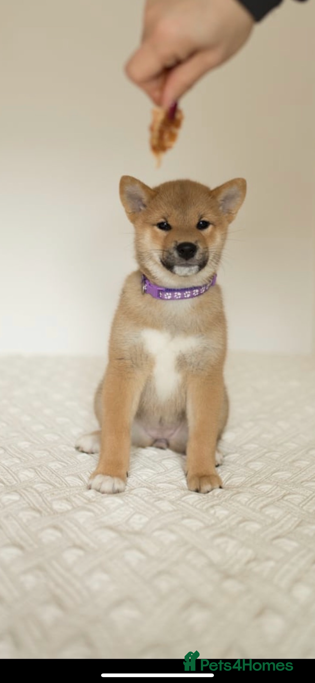 Japanese Shiba Inu dogs for sale: Gorgeous, KC-Registered Shiba Inu Puppies - Advert 3