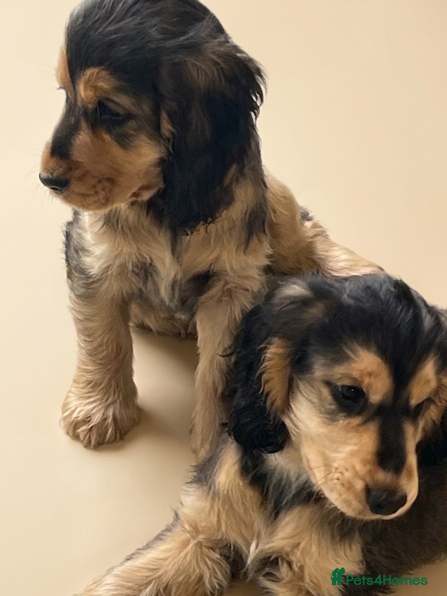 Cocker Spaniel dogs  Ready now Kc reg show cockers  - Advert 2