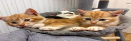 Mixed Breed cats for sale: Beautiful kittens for sale  in Bodorgan - Advert 10