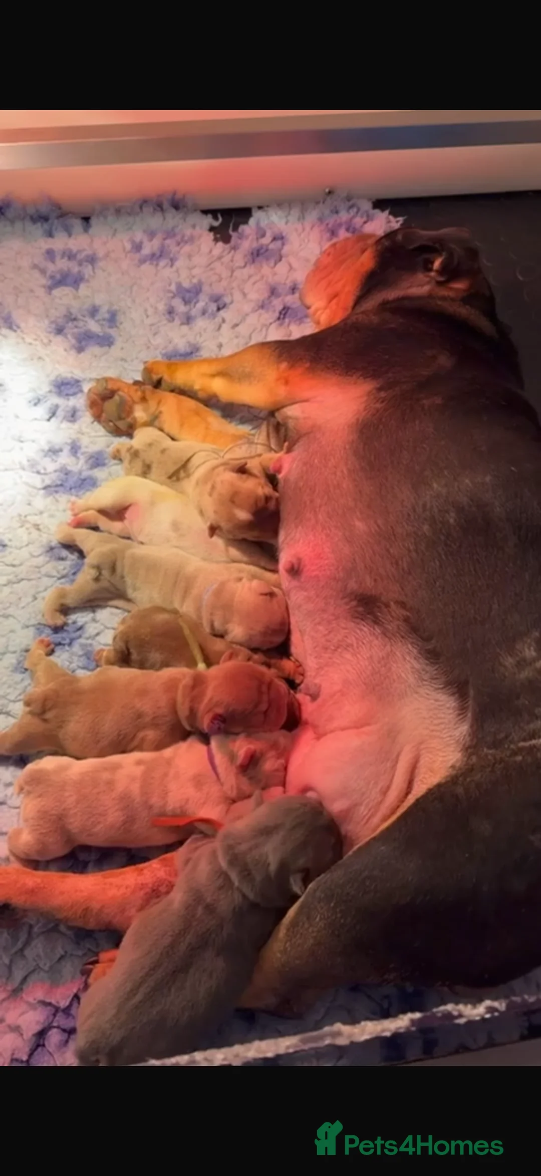 French Bulldog dogs for sale: French bulldog x English bulldog puppies  - Advert 2