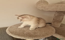 Scottish Fold cats for sale: Beautiful Scottish fold kittens - Image 9