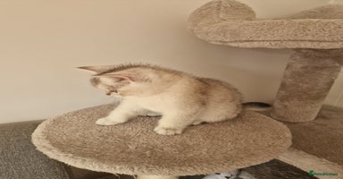 Scottish Fold cats - Advert 11