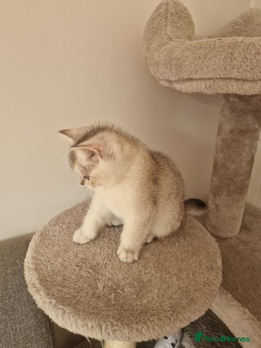Scottish Fold cats for sale: Beautiful Scottish fold kittens - Image 9