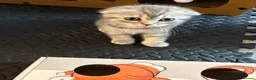 Scottish Fold cats for sale: Beautiful little Fold fur babies.  - Advert 7