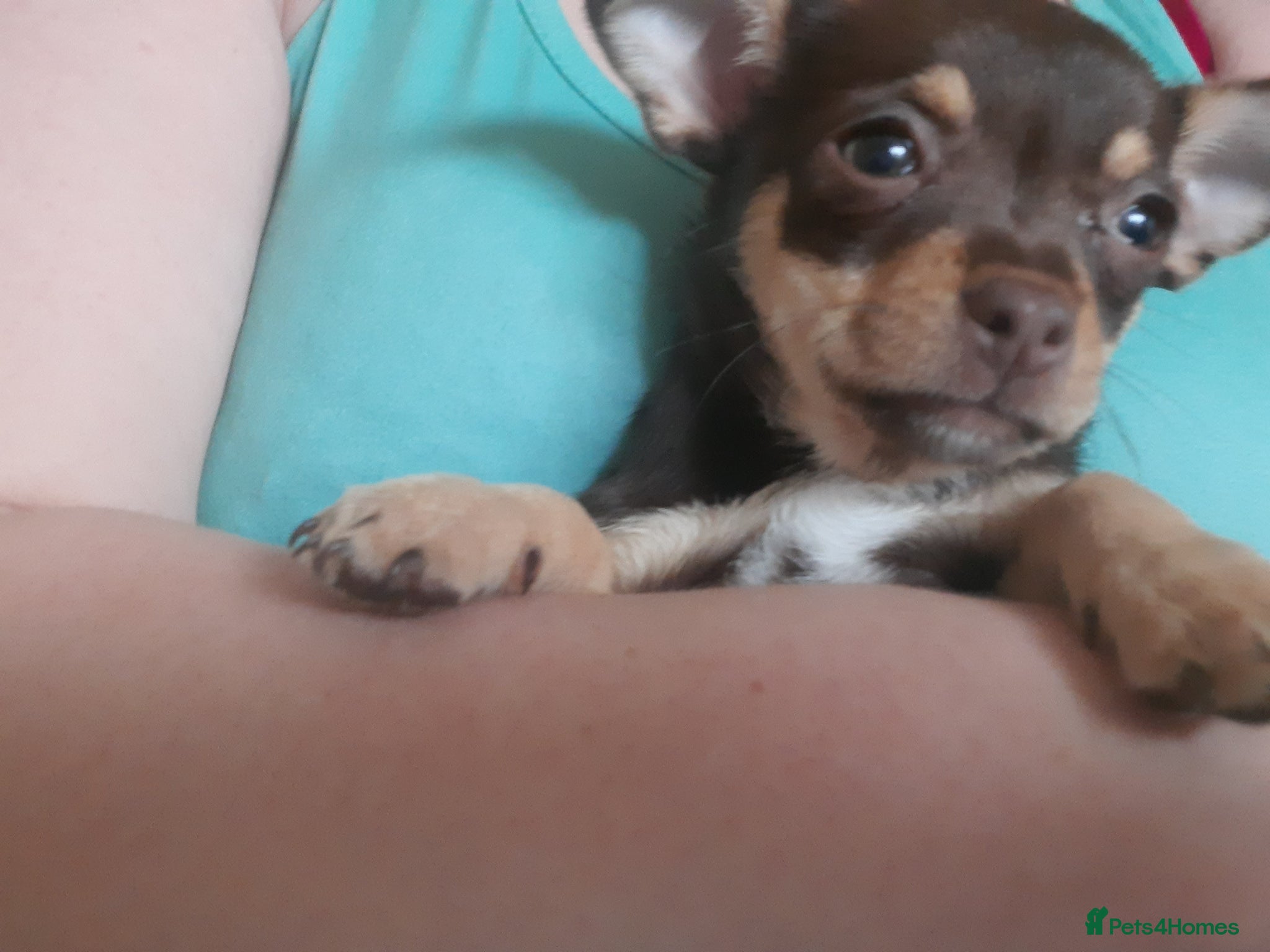 Chihuahua dogs Chihuahua smooth coat  - Advert 1