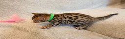 Bengal cats for sale: Four Beautiful Bengal kittens 🐾  - Advert 11