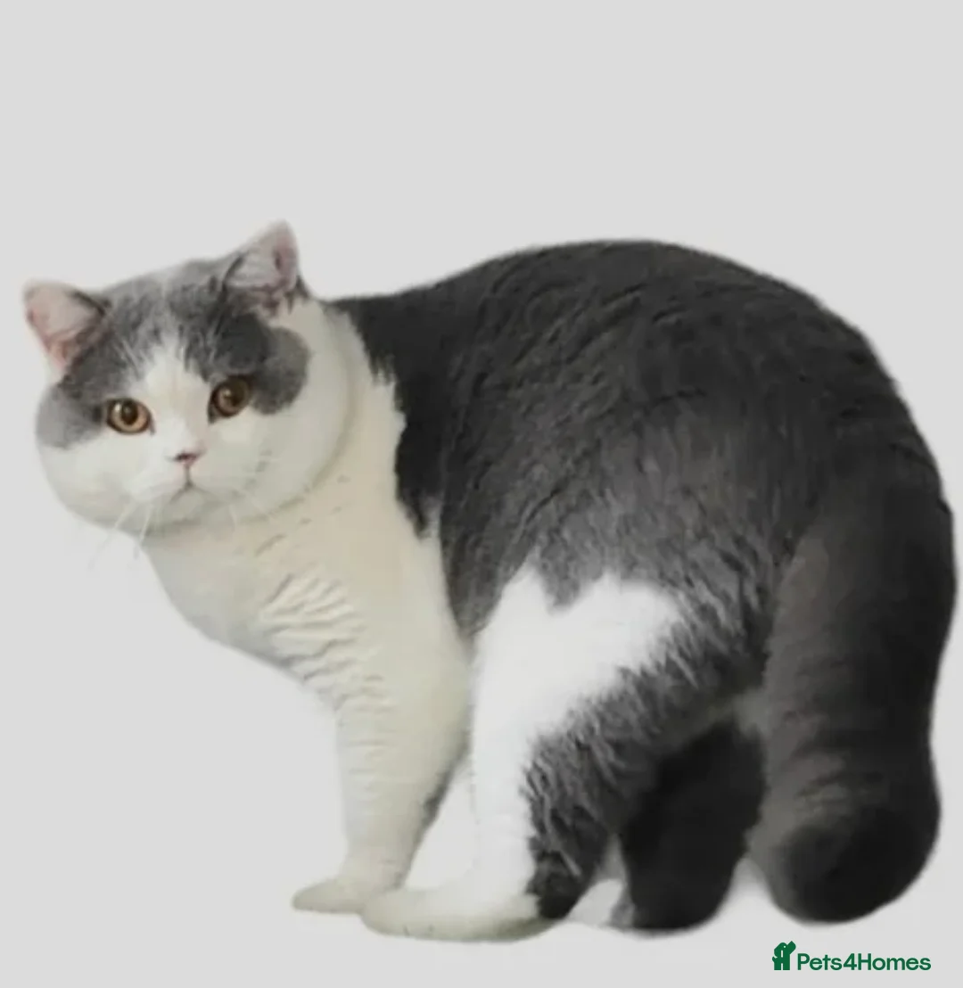 British Shorthair cats for sale: Gorgeous pure pedigree BSH kittens, GCCF reg - Advert 15