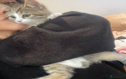 British Shorthair cats for sale: 3 Beautiful female kittens  - Image 10