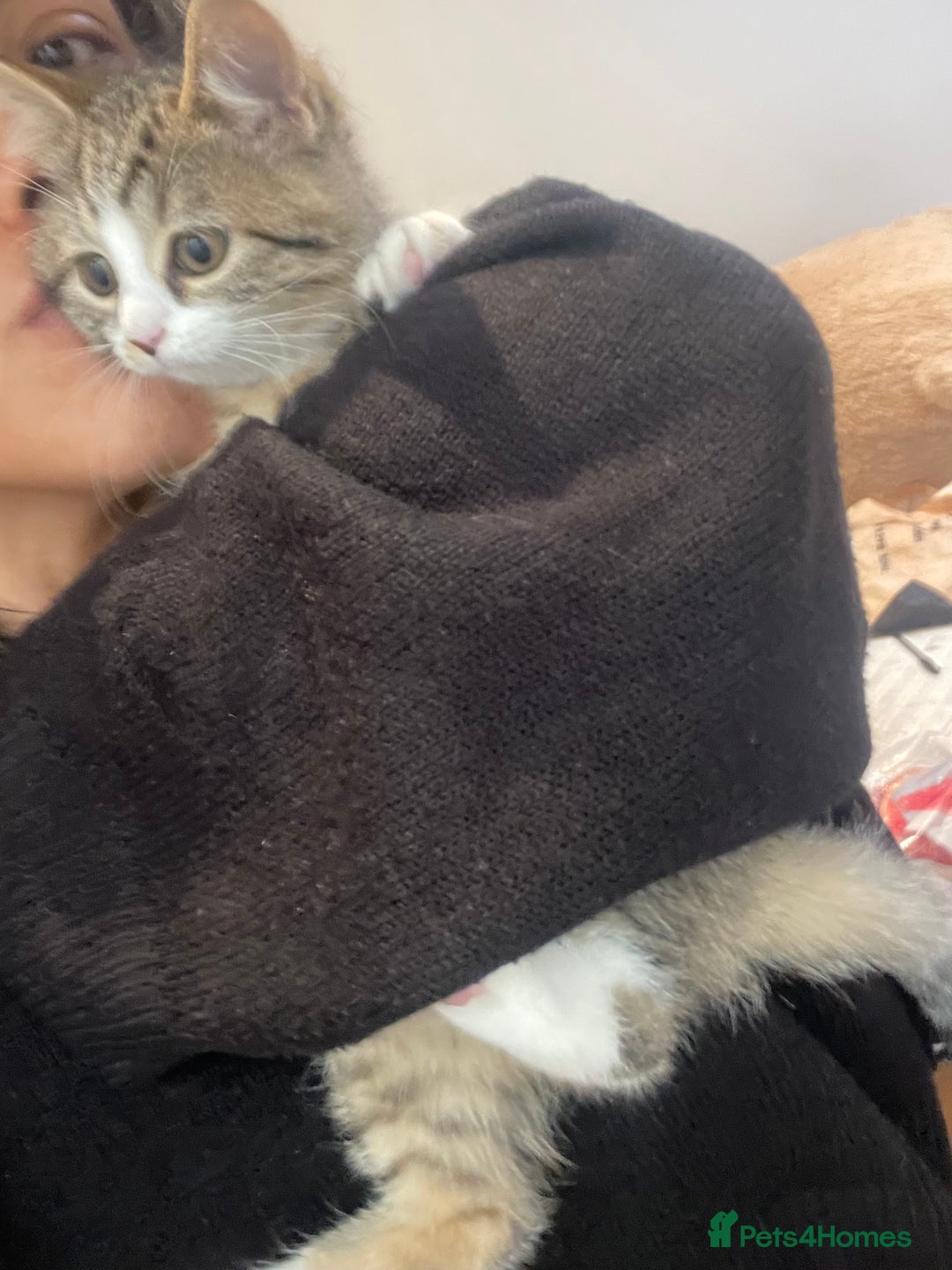 British Shorthair cats for sale: 3 Beautiful female kittens  - Image 10