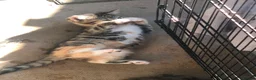 Mixed Breed cats for sale: Beautiful Bengal Kittens Looking for Forever Homes - Advert 9