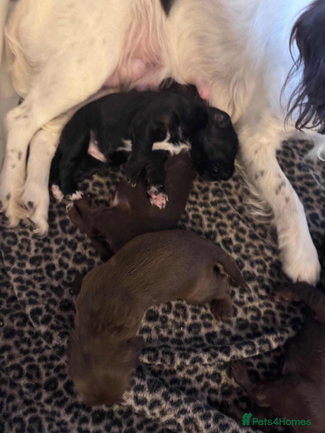 Sprocker dogs for sale: Stunning F1 sprocker puppies - Advert 6