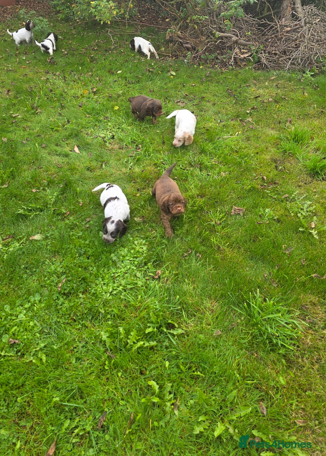 Cocker Spaniel dogs for sale: WORKING COCKER SPANIELS ..DNA CLEAR - Image 31